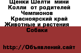 Щенки Шелти (мини Колли) от родителей Чемпионов - Красноярский край Животные и растения » Собаки   